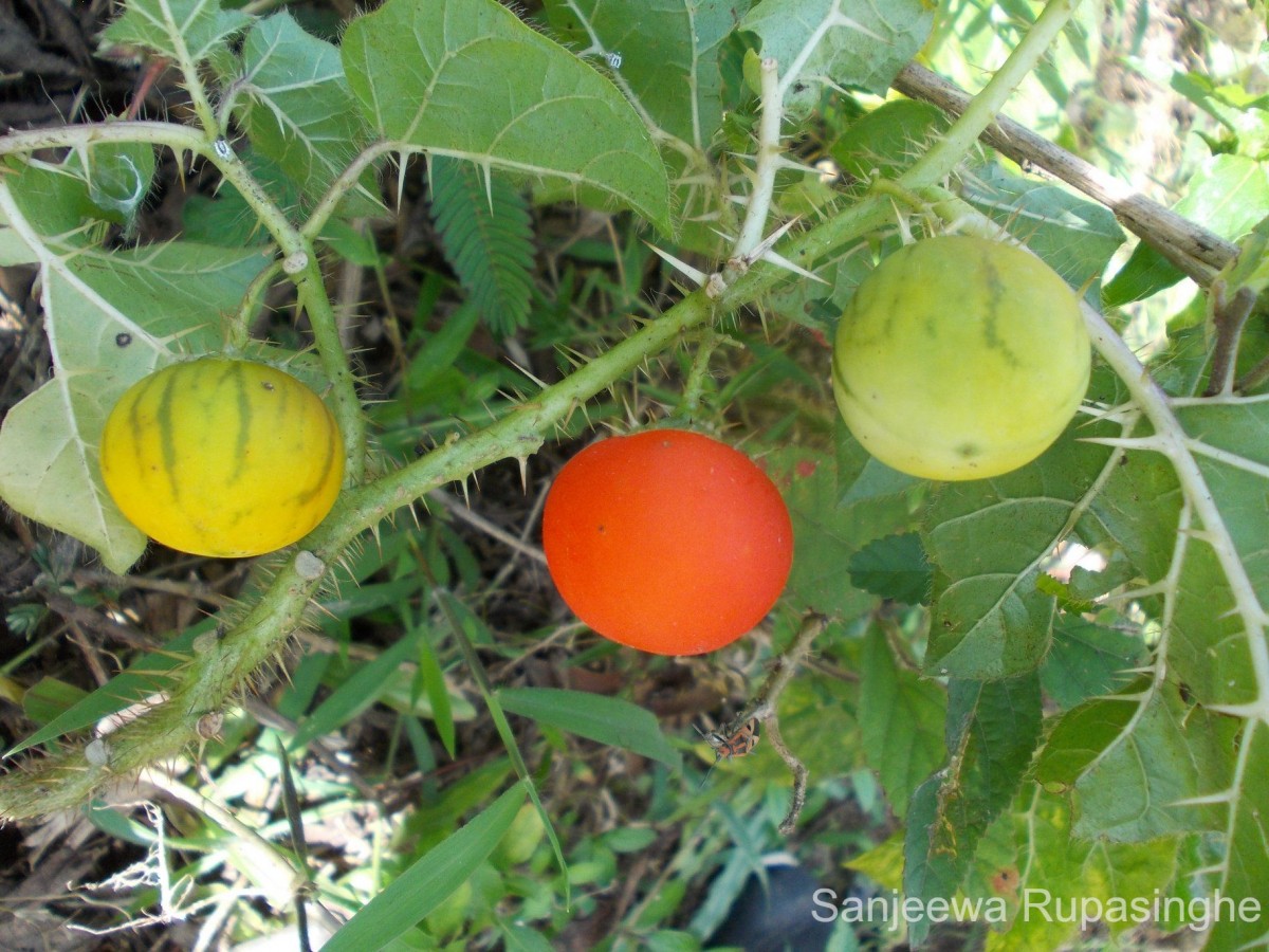 Solanum capsicoides All.